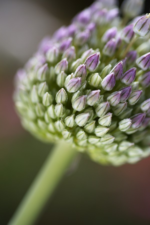 Garlic Flower Edible Bulb by Joy Watson